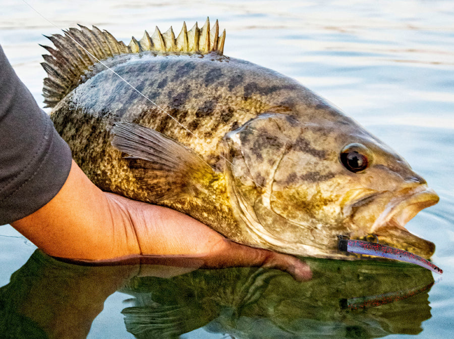 How to Pick the Best Lure Color for Freshwater Fishing