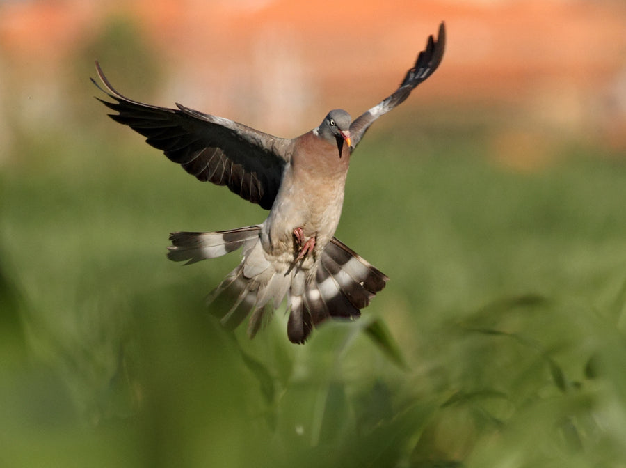 Beginner’s Guide to Dove Hunting