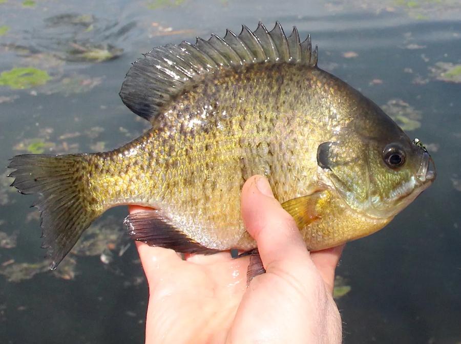 Panfish Fishing Guide Panfish Fishing Guide