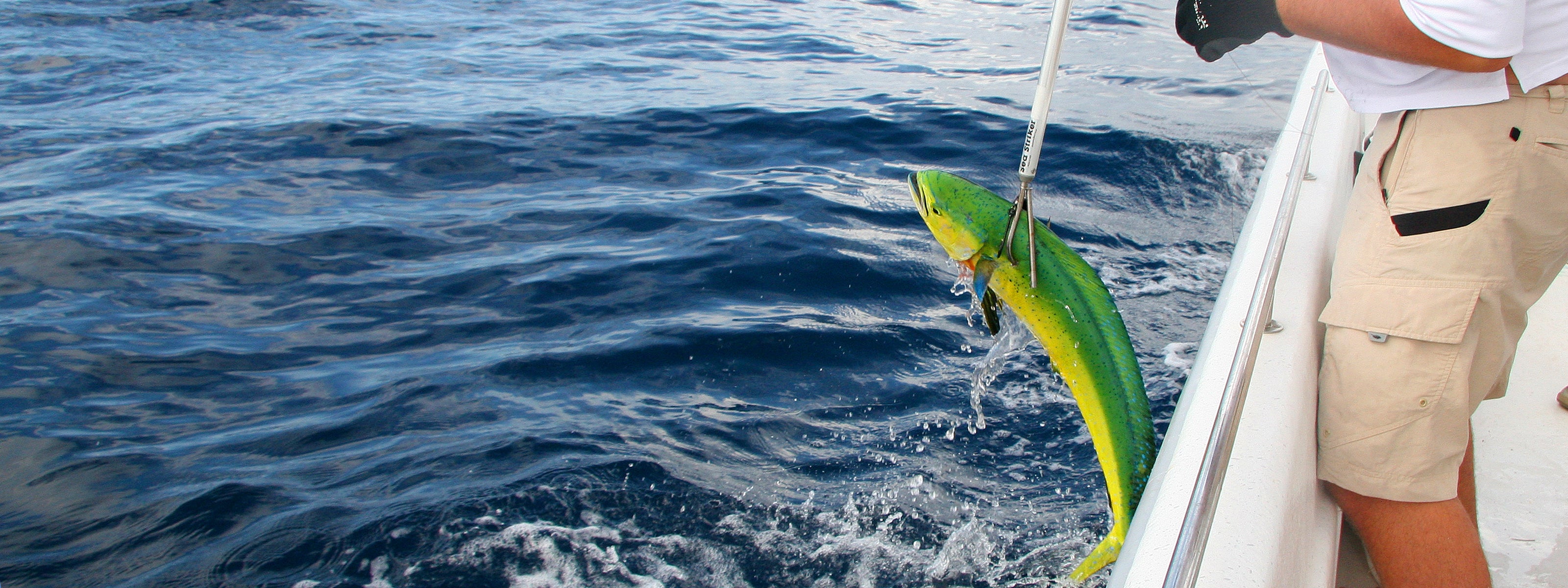 Sea Striker gaff with mahi mahi