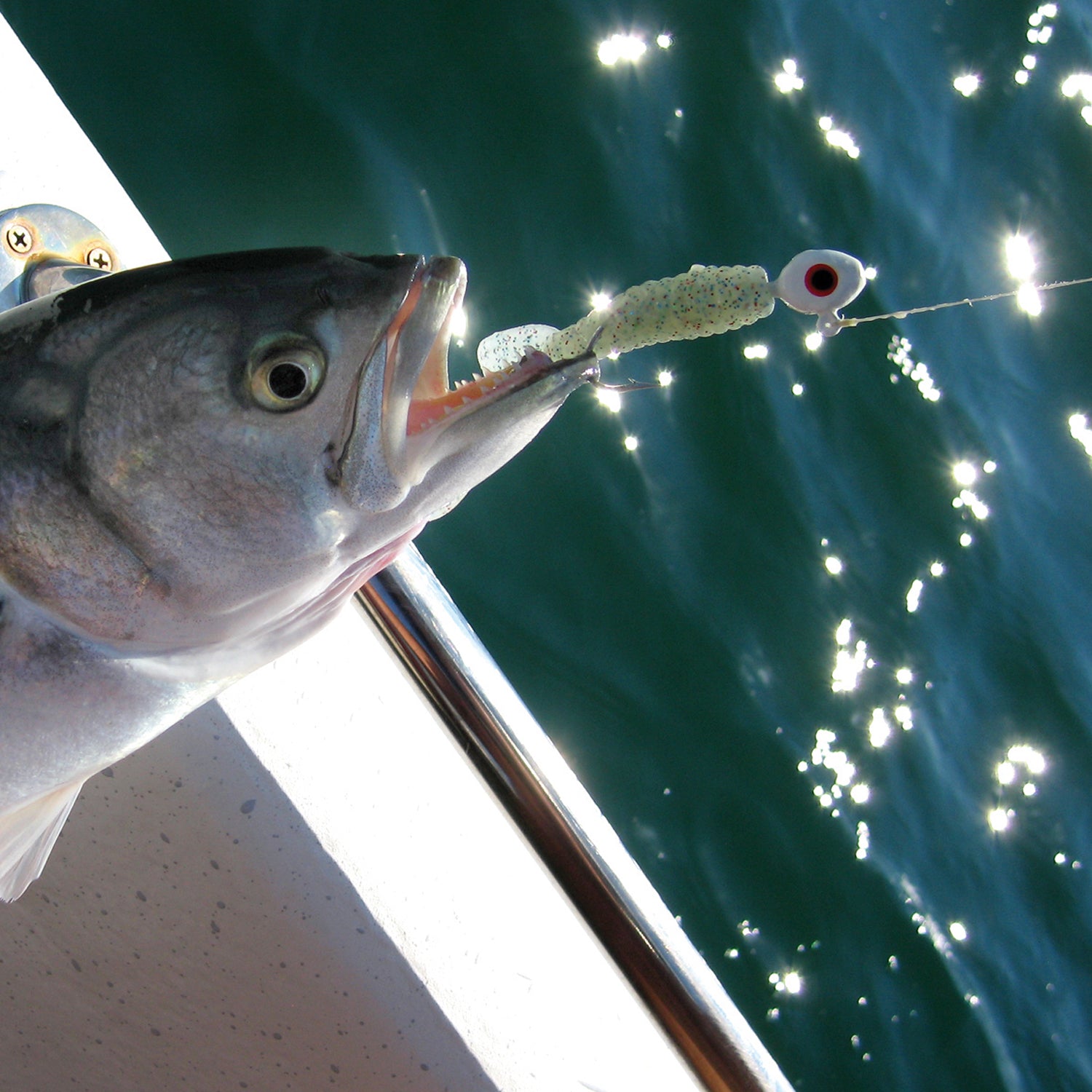 Got-cha jig head and curl tail in bluefish mouth