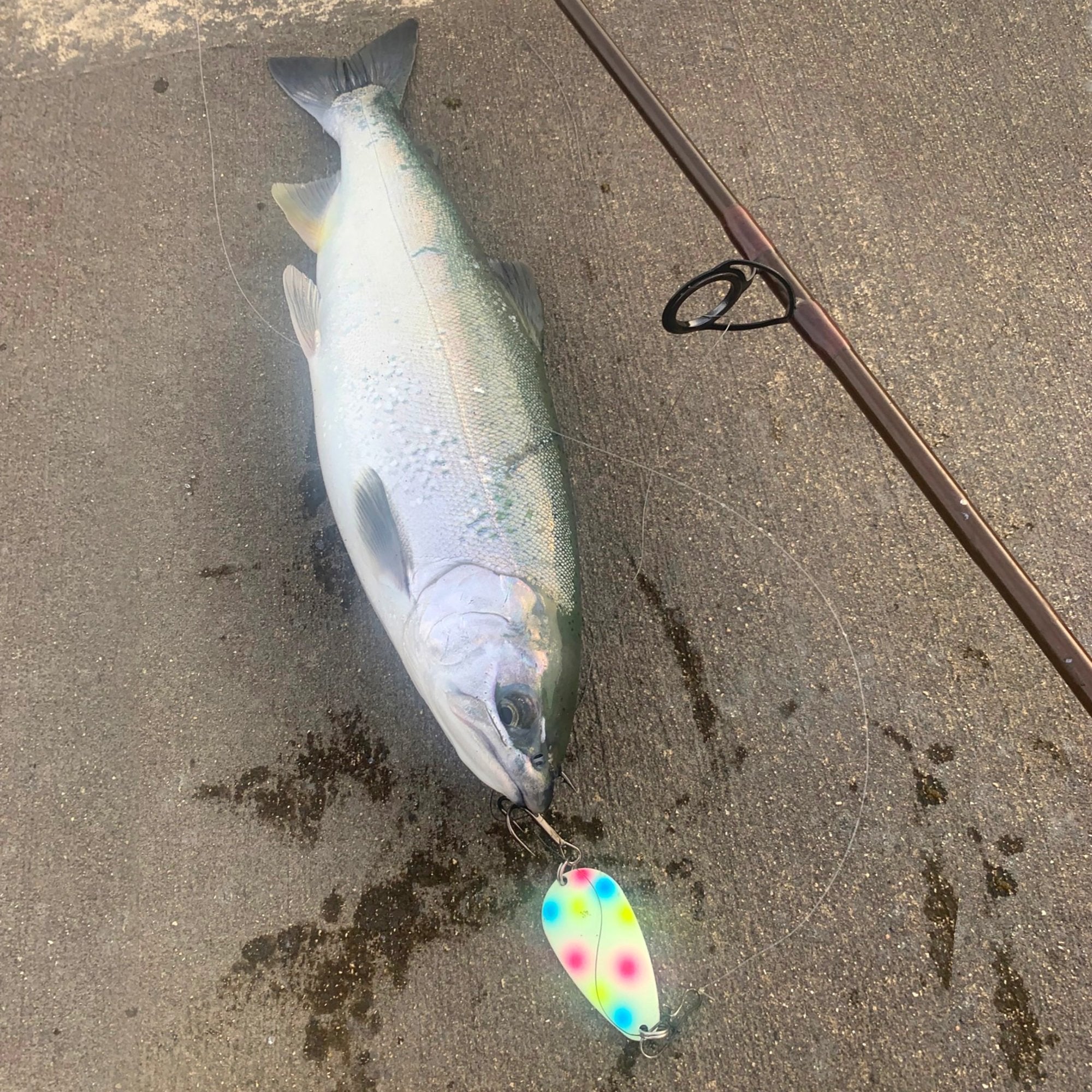 Night Fight spoon with caught fish