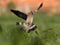 Beginner’s Guide to Dove Hunting