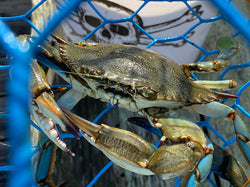 Crab inside a trap next to a Calcutta bucket