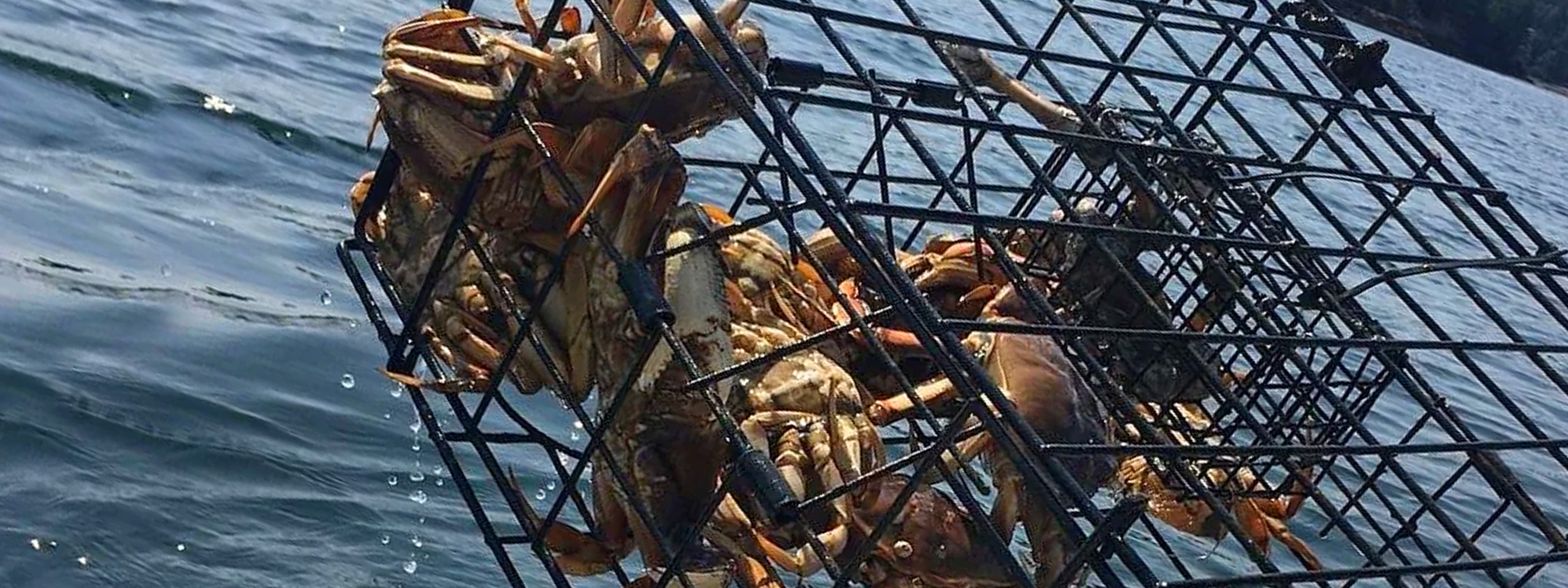 Dungeness crab in trap