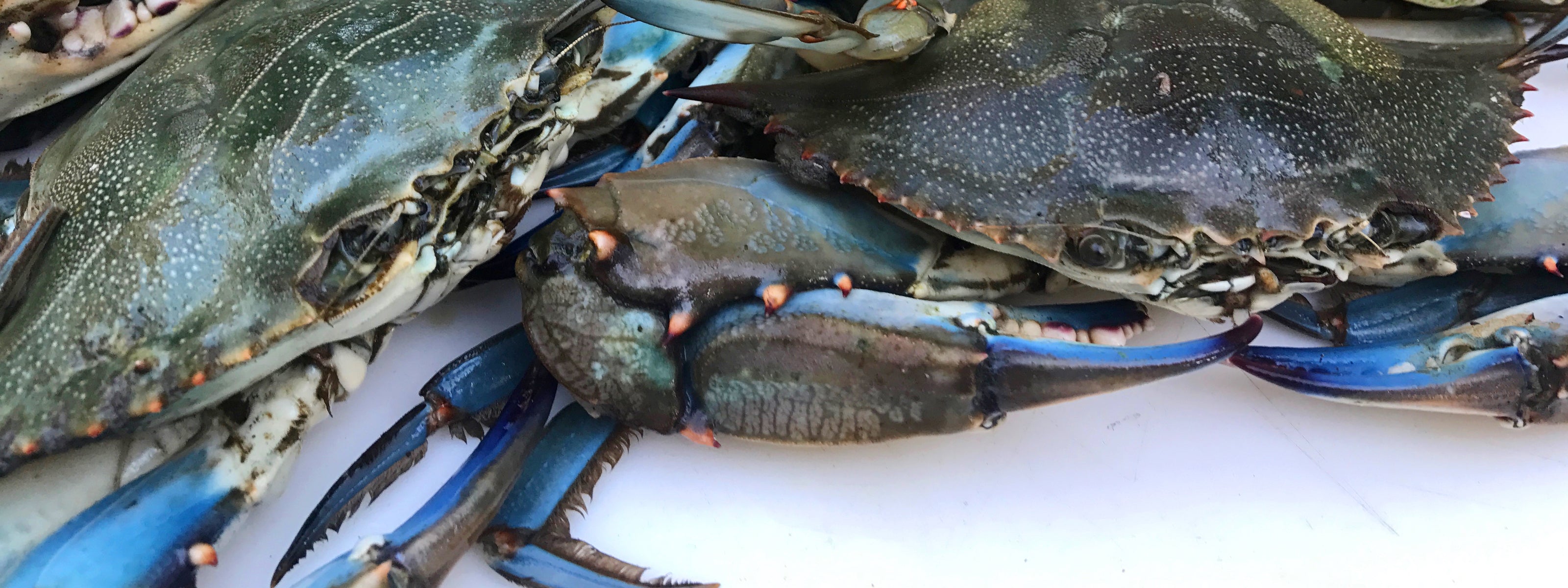 Blue crabs