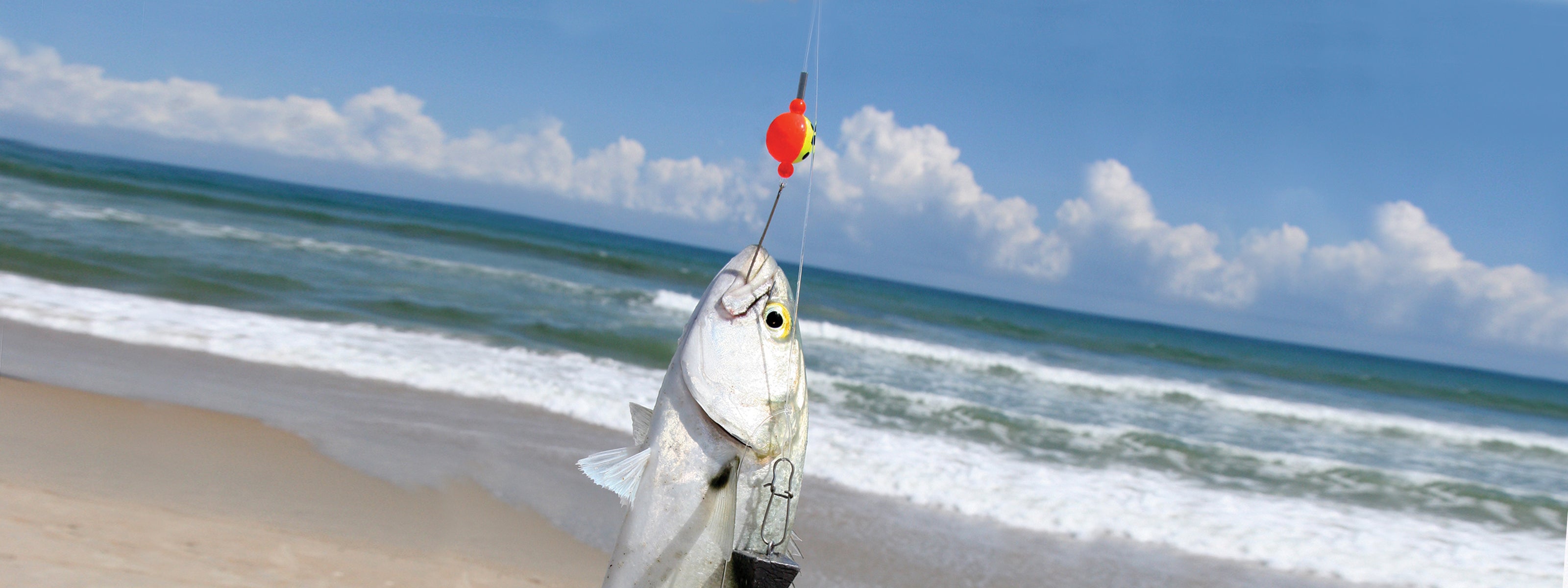Sea Striker Carolina Live Bait King Rig | for Fishing
