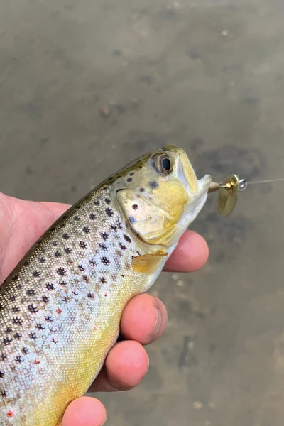 Freshwater trout with spinner lure