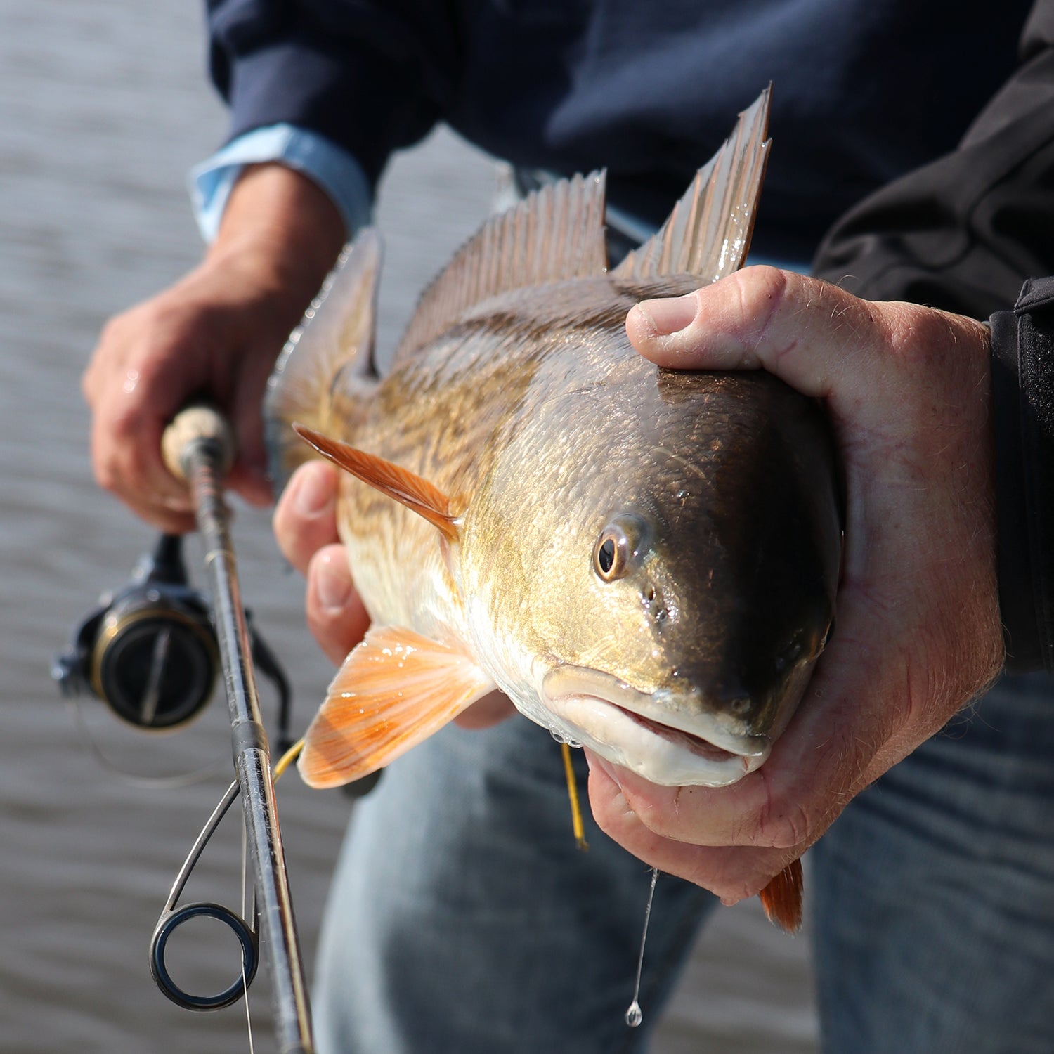 Star Rods and redfish