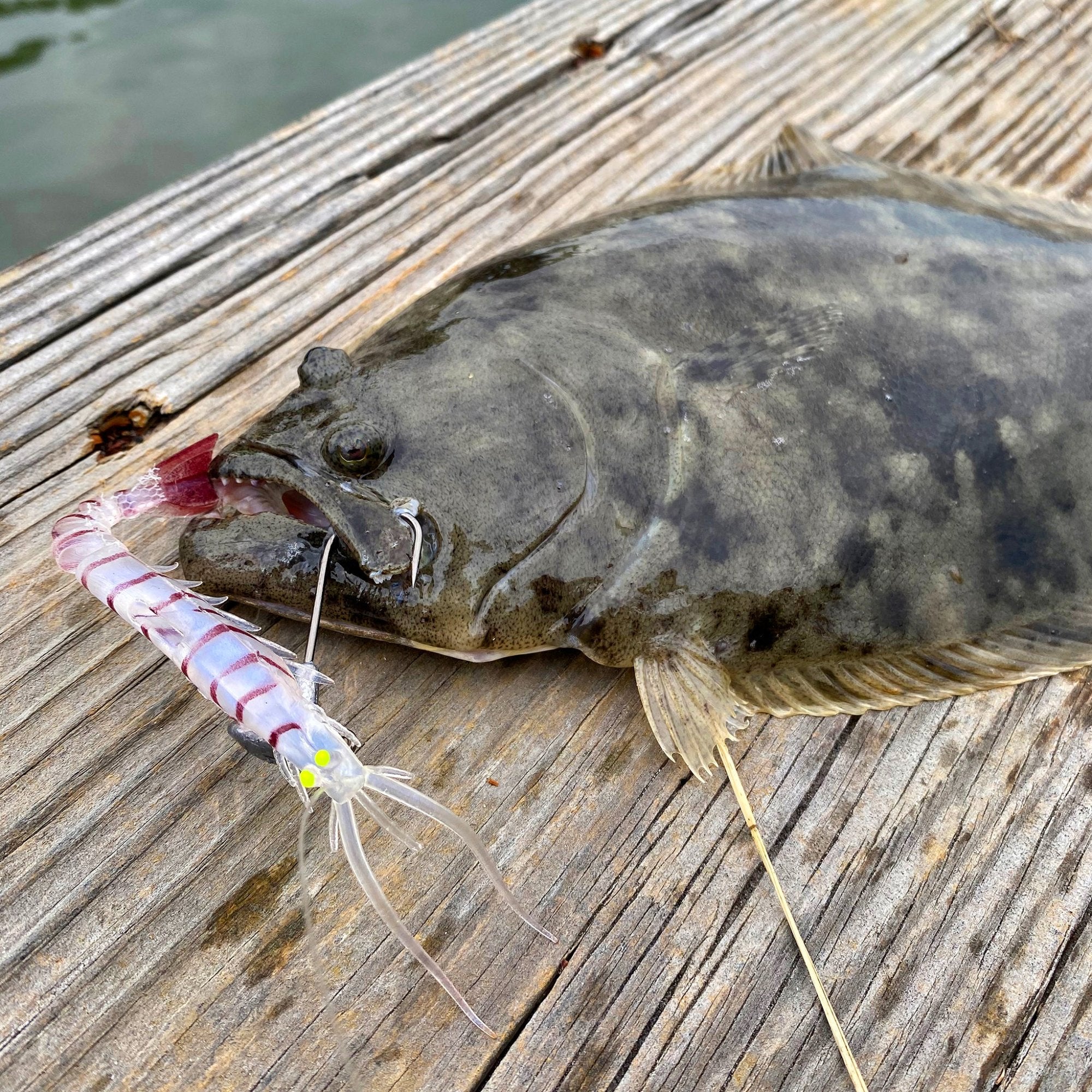 Flounder fish with Got-cha Pro shrimp
