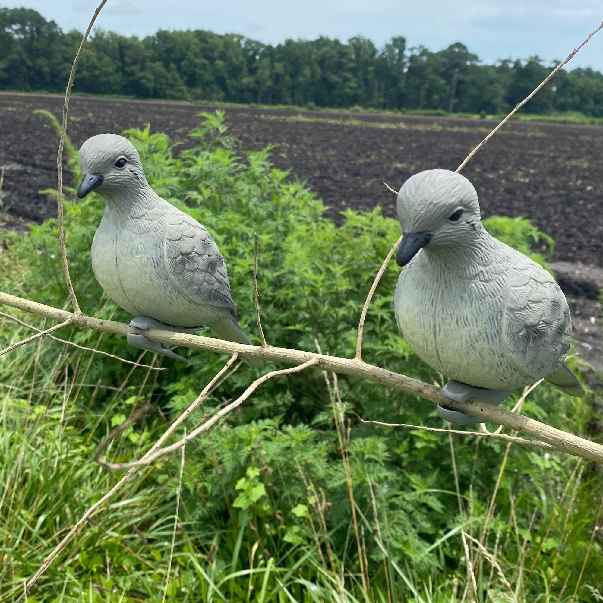 HQ Outfitters dove decoys in the field